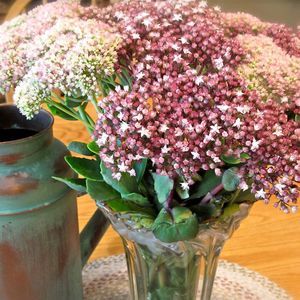 Meet your Posher, Ann